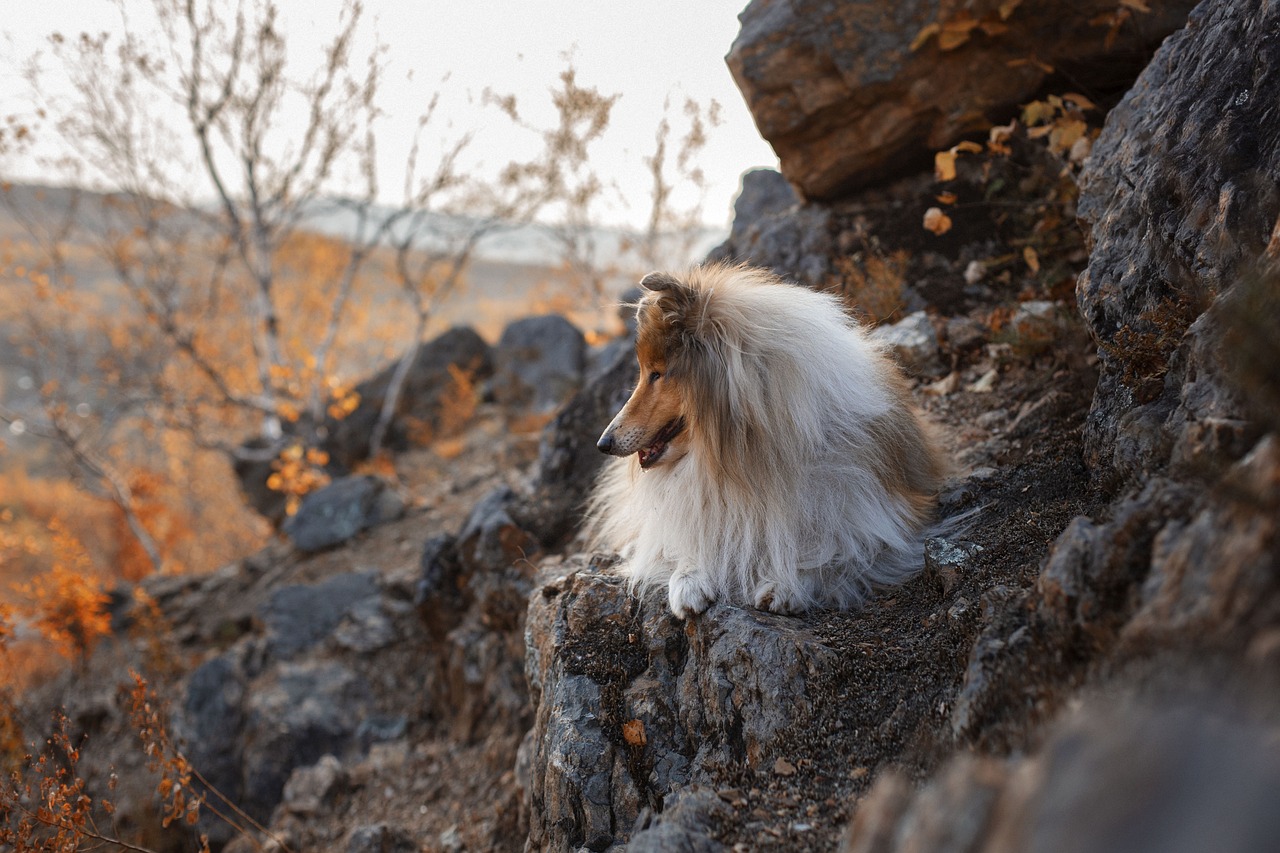 How to Teach Your Dog to Walk Backward